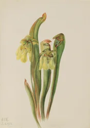 Kapuzinerkannenpflanze (Sarracenia minor)