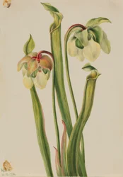 Hybride Kannenpflanze (Sarracenia minor)