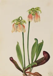 Hybride Kannenpflanze (Sarracenia minor x psittacina)