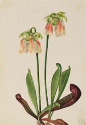 Hybride Kannenpflanze Sarracenia minor x psittacina, 1930