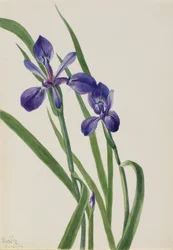 Iris