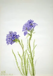 Jakobsleiter (Polemonium viscosum)