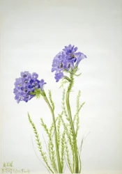 Jakobsleiter Polemonium viscosum