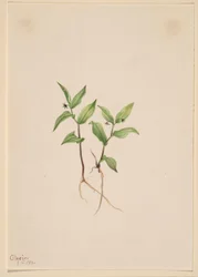 Kruhsea (Kruhsea streptopoides)