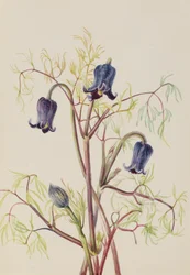 Lederblume Clematis hirsutissima, ca. 1930er Jahre