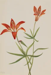 Lilie (Lilium montanum)