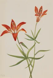 Lilie Lilium montanum, ca. 1900-1920