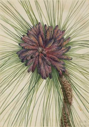 Langblattkiefer (Pinus palustris)