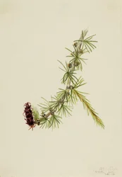 Lyall-Lärche (Larix lyallii)