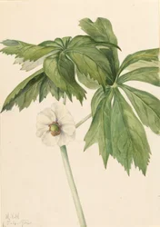 Maiapfel Podophyllum paltatum