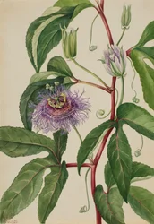 Maypop Passiflora incarnata, 1926