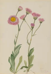 Wiesen-Bergkraut (Erigeron speciosus)