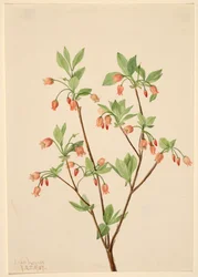 Menziesea Menziesea glabella, 1907