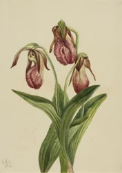 Mokassinblume (Cypripedium acaule)