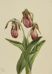 Mokassinblume Cypripedium acaule, 1904