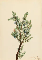 Bergwacholder (Juniperus sibirica)