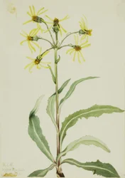 Trauer-Greiskraut (Senecio lugens)