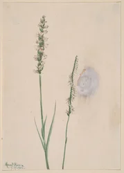 Nickende Frauenschuh-Orchidee, 1905