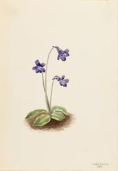 Gewöhnliches Fettkraut (Pinguicula vulgaris)