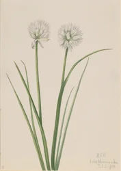 Nördliche Zwiebel Allium sibiricum, 1920