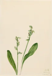 Einblatt-Sumpf-Orchidee (Habenaria obtusata)