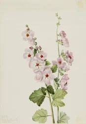 Orange-Augen-Kugelmalve (Sphaeralcea davidsonii)
