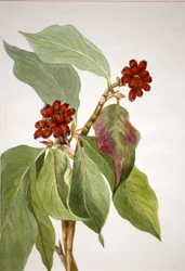 Pazifischer Hartriegel Cornus nuttallii, 1933