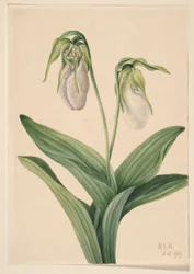 Frauenschuh (Cypripedium acaule)