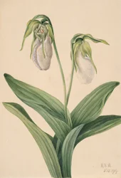 Blasse Frauenschuh Cypripedium acaule, 1919