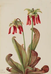 Papageien-Kannenpflanze Sarracenia psittacina, 1925