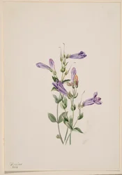 Bartfaden (Penstimon fruiticosus)