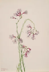 Pentstemon ambiguus