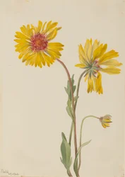 Mehrjährige Gaillardia (Gaillardia aristata)