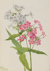 Stauden-Phlox (Phlox paniculata)