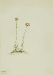 Rosa Katzenpfötchen, Antennaria rosea, 1916.