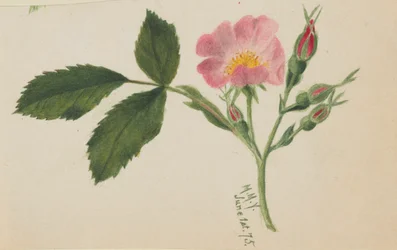 Rosa Rose