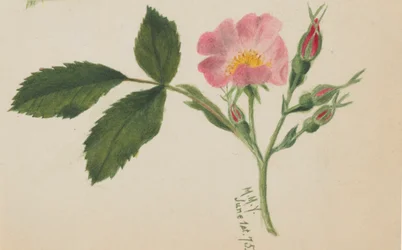 Rosa Rose, 1875