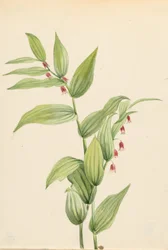 Rosa Gewundener Stängel (Streptopus curvipes)