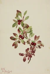 Alpenbärentraube Arctous alpina, 1922