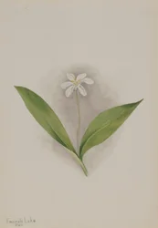 Queencup (Clintonia uniflora)