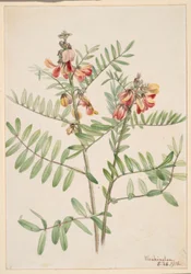 Hasenbohne (Cracca virginiana)