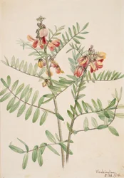 Rabbitbean Cracca virginiana, 1918