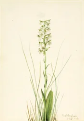 Zerzauste Fransenorchidee (Habenaria lacera)