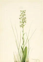 Zerfranste Orchidee Habenaria lacera, 1918