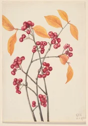 Rote Apfelbeere (Aronia arbutifolia)