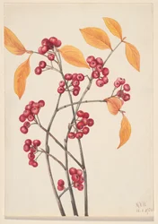 Rote Apfelbeere Aronia arbutifolia, 1920