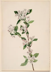 Rote Apfelbeere, ca. 1920er