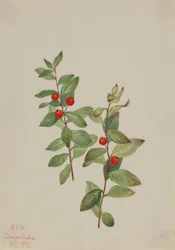Rote Comandra (Comandra livida)