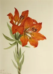 Rote Lilie Lilium montanum, 1923