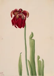 Roter Schlauchpflanze Sarracenia jonesii, 1930